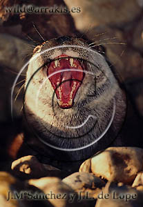 Nutria Europea (Lutra lutra)