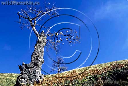 Common Oak (Quercus robur) without leaves in autumn. Pyrenees Mountains. FRANCE              / 3-1179