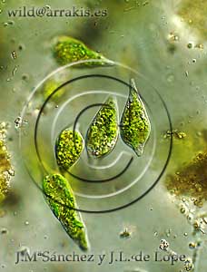 Euglena algae close to  precipitated minerals     /  2.1 - 13 E