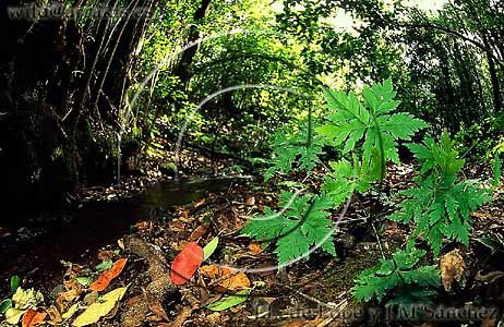 Laurelwood ground with a Geranium canariense in the foreground. 