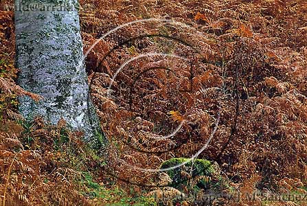 Beech (Fagus sylvatica) surrounded by dried Ferns in Autumn. Iraty forest. Pyrenees. FRANCE & SPAIN     / 3-1210
