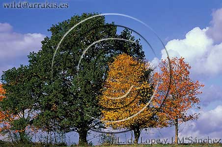 Common Oak (Quercus robur) and young Beeches (Fagus sylvatica) in autumn: FRANCE       / 3-1264