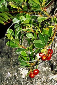 Branches of Arctostaphylos uva-ursi with red fruits. SPAIN     / 3-1273