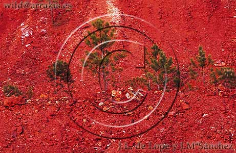 Pines growing on a slope at Pea de Hierro. Riotinto Mines. Huelva. SPAIN   / 3-482