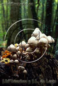 Mushrooms on a rotten trunk. Lac du Der Chantecoq. FRANCE             / 2.1-1003