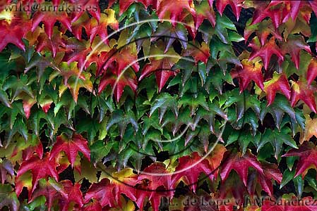 Ivy (Hedera helix) covering a wall of a countryside house near to Lac du Der Chantecoq. FRANCE     / 3-1228