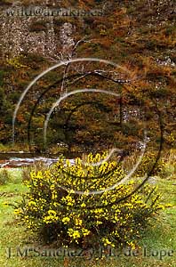 Genista in bloom at Pyrenees Mountains. FRANCE     / 3-1202