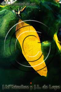 Eucalyptus leaf on Tinto River surface, full with sulphur and growing algae. Palma del Condado. Huelva. SPAIN   / 2.1-74