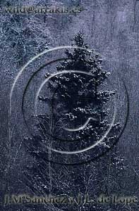 Spruce (Picea abies) under the snow, near Hornborga Lake. SWEDEN       / 3-599