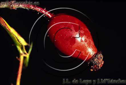 Wild Rose (Rosa sp.) Detail of the fruit       / 18-64