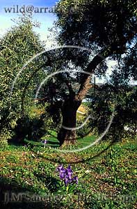 Flower behind an olive tree (Olea europaea). Grazalema Natural Park (SPAIN)     / 2-131