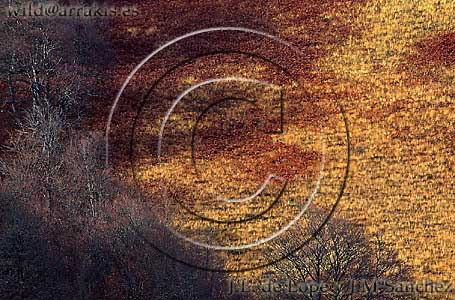Alpine prairie in autumn surrounded by a a Beech (Fagus sylvatica) forest. Irati Forest. Pyrenees Mountains. FRANCE & SPAIN / 2-1064