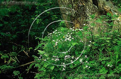 Group of flowers next to a stump with a stream in the background. Bialowieza National Park (POLAND)                      / 2-1149