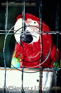 Scarlet Macaw (Ara macao) trying to escape fromhis jail              / 8.6-89