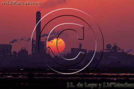 Timber factory with Tinto River Marsh in the foreground. Huelva. SPAIN    / 8-12