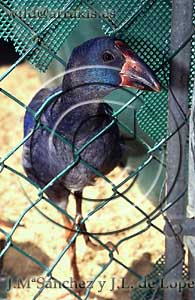 Purple Gallinule(Porphyrio porphyrio) recovering after the toxic waste of Doana National Park (SPAIN)               / 8.6-1142