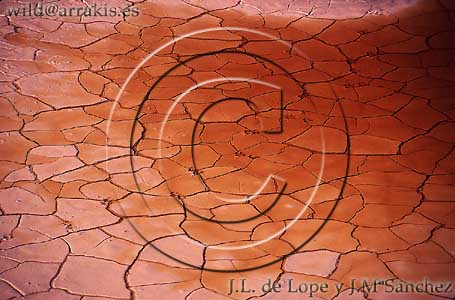 Temporary pool about to dry, with water similar to that of Tinto River. Huelva. SPAIN     / 8.1-34