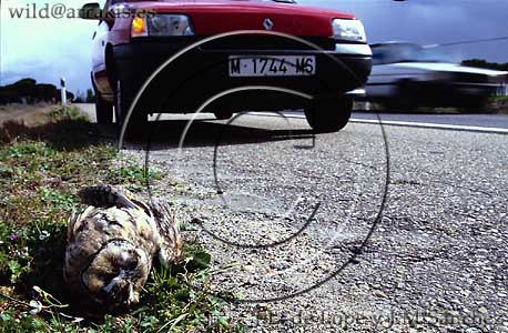 Long-eared Owl (Asio otus) knocked down next to a road                 / 8.6-1117