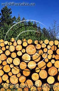 Red Pine trunks (Pinus sylvestris) cutted and piling in Bialowieza forest National Park (POLAND)     / 7.5-1008 