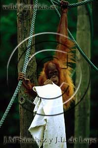 Orang-outang (Pongo pigmaeus) playing with a towell in a zoo. SPAIN     / 8.6-102