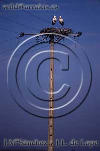 Couple of White Storks (Ciconia ciconia) in the nest. On a electricity pilon. SPAIN          / 8.6-28