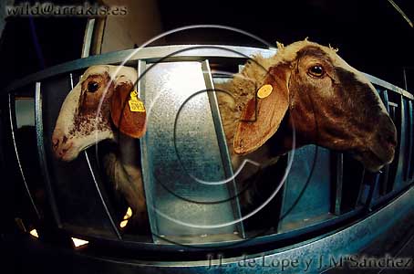 Inmovilized sheeps in a milking machine. SPAIN                  / 7.1-1086