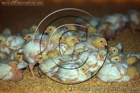 Chickens crowded together because of the cold temperature in a farm with con 20.000 birds. SPAIN          / 7.1-1106