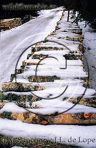 Birch trunks (Pinus sylvestris) cutted and piling, covered by snow. Bialowieza forest National Park (POLAND)     / 7.5-1013