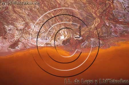 Detail of water table in the bottom of Corta Atalaya opencast mining. Riotinto Mines. Huelva. SPAIN     / 7.4-28