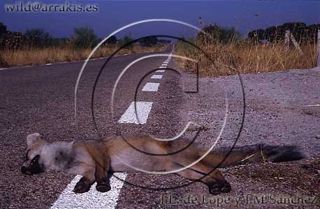 Young Fox (Vulpes vulpes) shocked down on the road                  / 8.6-1038