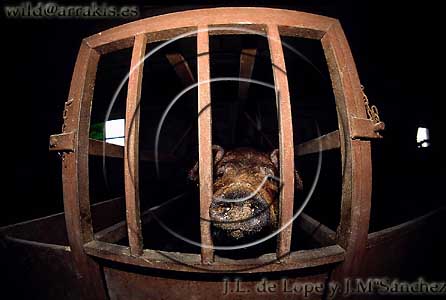 Pig female inmovilized in a farm.               / 7.1-1118