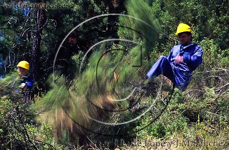 Clearing the scrub in a Pine wood trying to prevent the common summer fires. SPAIN          / 8.7-16