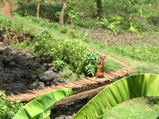 Plantege am Kilimanjaro